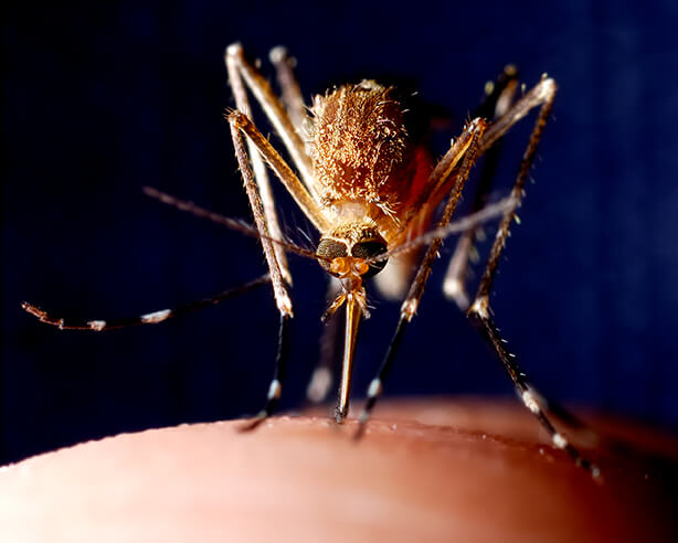 Closeup of a mosquito stinging a person